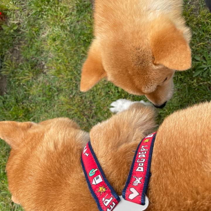 A10f7224 5e2e 476d 9d92 1728ff6833b9 1621064234381