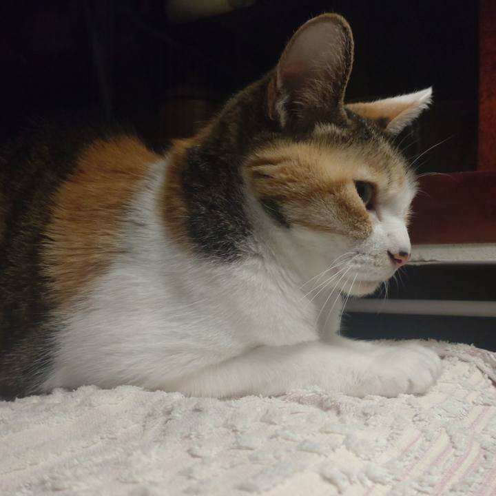 A113200c 27a7 4382 b91f 2324b2edcaf4 1714651036316