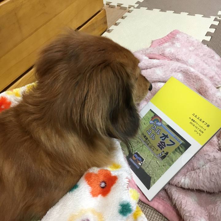 A1141dee 6bd1 4c12 bc7c 18b5e02c6bf6 1542536407166