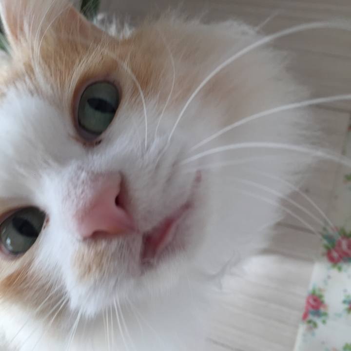 A11afee5 a3cf 4ca1 b80e 7d399ee982dd 1517781804214