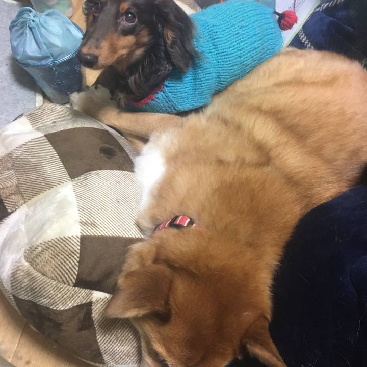 A11c8e56 74d5 4491 8bc9 ac4e14d594e7 1516182541607