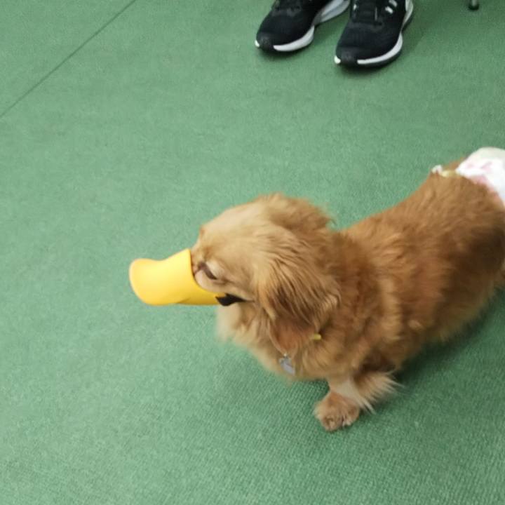 A11d44b9 9cc3 4e26 8b07 b480403b0ee2 1582437925783