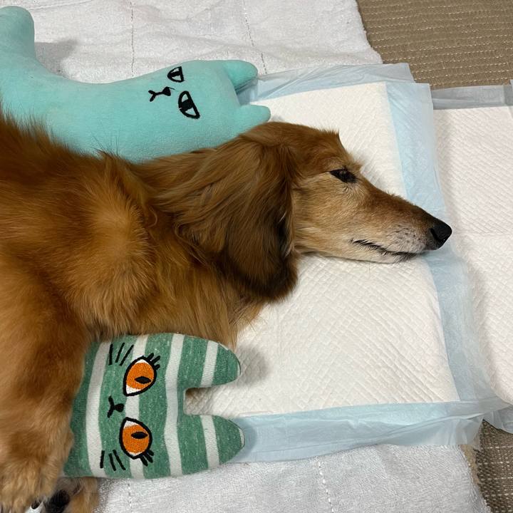 A11db9a4 572d 43e0 89fb 9a75a1273f61 1685109029063