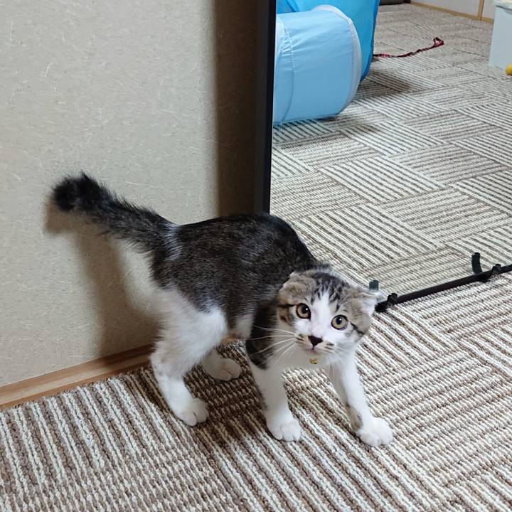 A12203ca 6e03 4bbf a33c a88bec3f6452 1543038770297