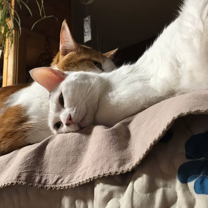 A1264303 d2cd 4d27 b764 66616a155753 1558530167965