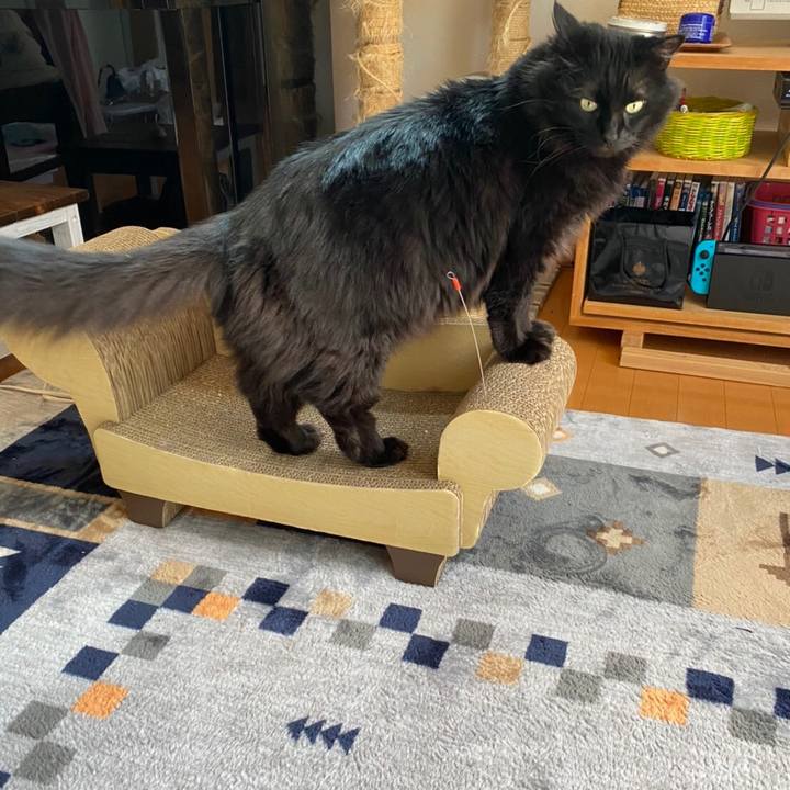 A1293068 e123 4c3e 8fbf 6f537c2bf6c4 1592056781810