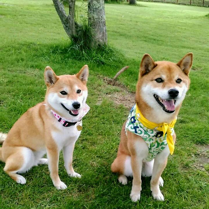 A12b2d9a bf2c 4f32 a234 55f166fc60db 1562416269279