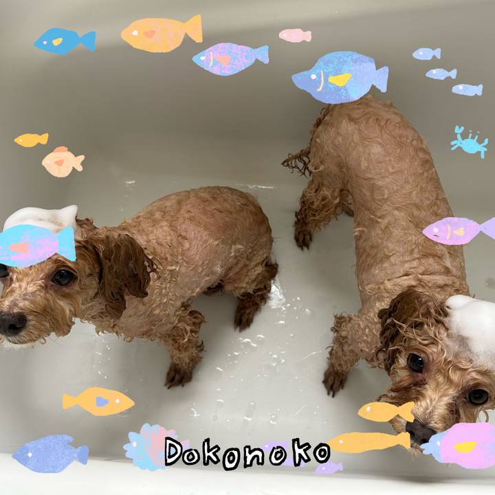 A12c72a6 9b80 424f a6e6 85d4f0492c74 1755391153671