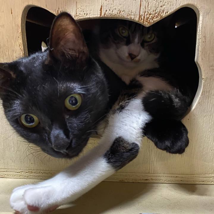 A12d474d 7273 4152 adc8 17765304e83a 1602232802386