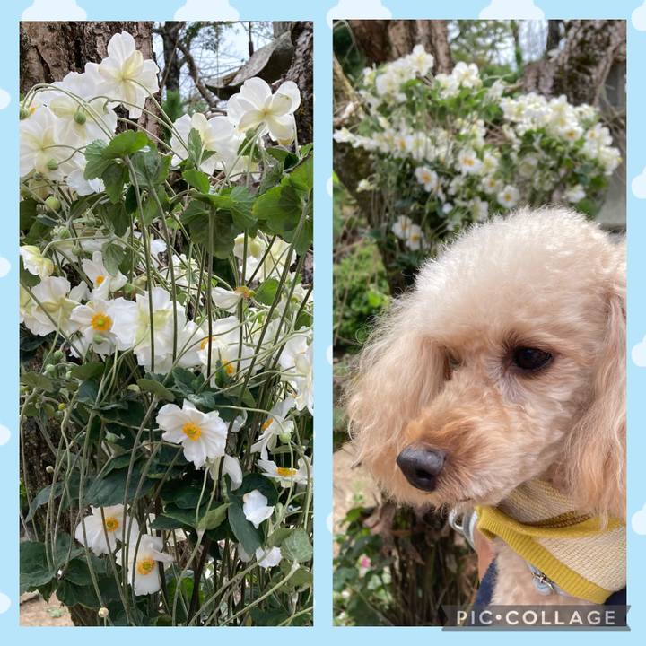 A12fbc5e 797c 4c4f be3e ea37df7344ac 1635052064688