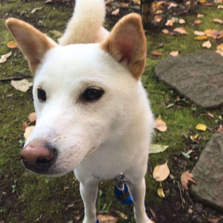 A134fee4 a90b 4969 8692 3628662040e7 1509978954982