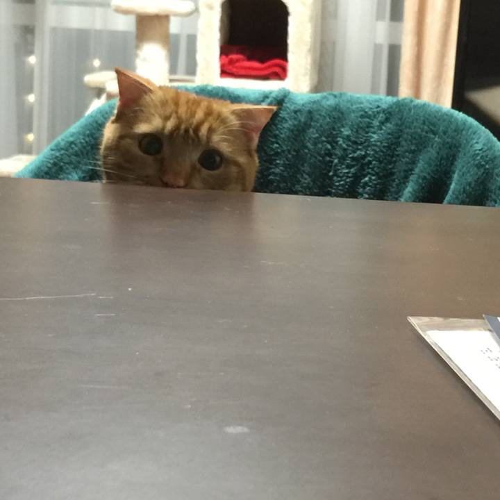 A136b8ca 4d2d 42b3 9ae9 e032ba26e8b7 1526730470944