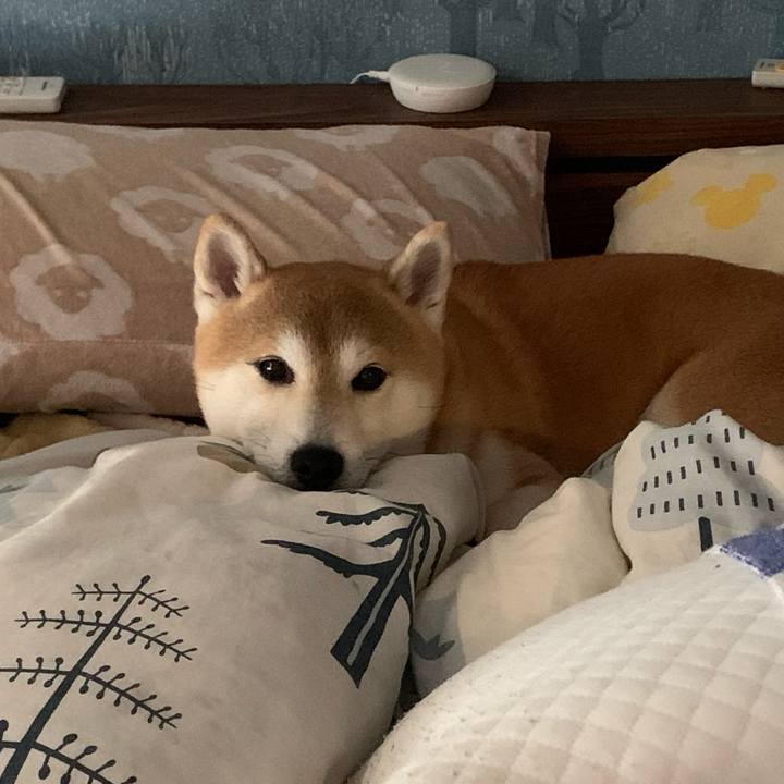 A13880ff dfd8 43d6 a749 e643bbc998fb 1616721882841