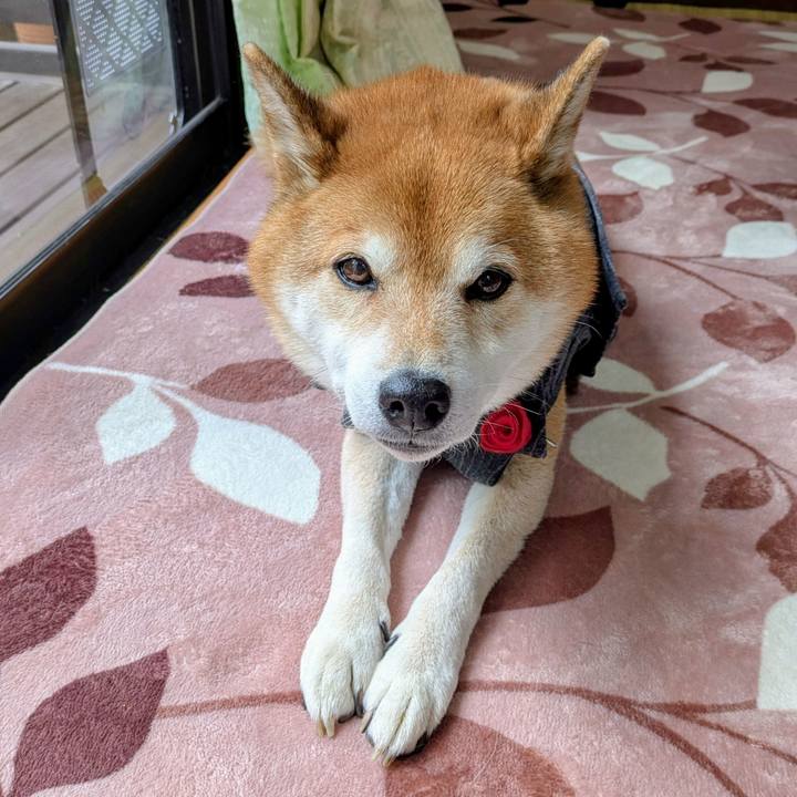 A13b7cba c902 4cee af48 8c59430f0526 1767322484200