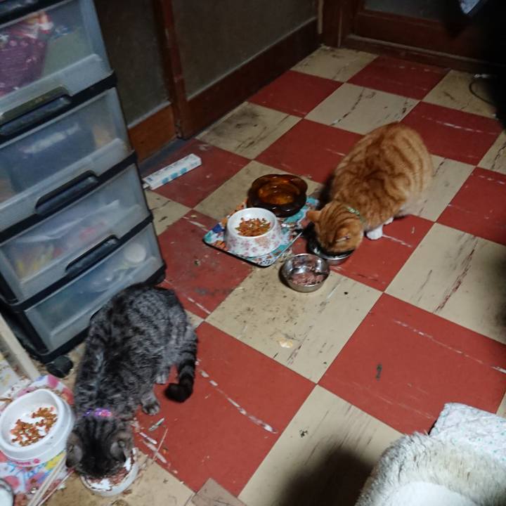 A13bfe68 a48d 4f82 9a85 b0e11381a59c 1581365987561