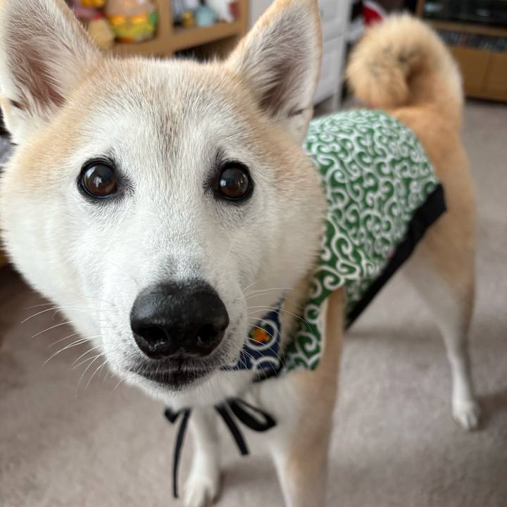 A13e6889 1d1d 4da9 a5db b936e254b2c6 1765973555681