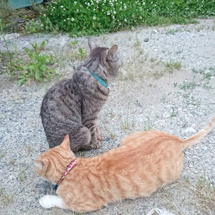 A13f6061 76d1 4a9d 8d9b 13beae27d278 1561111575820