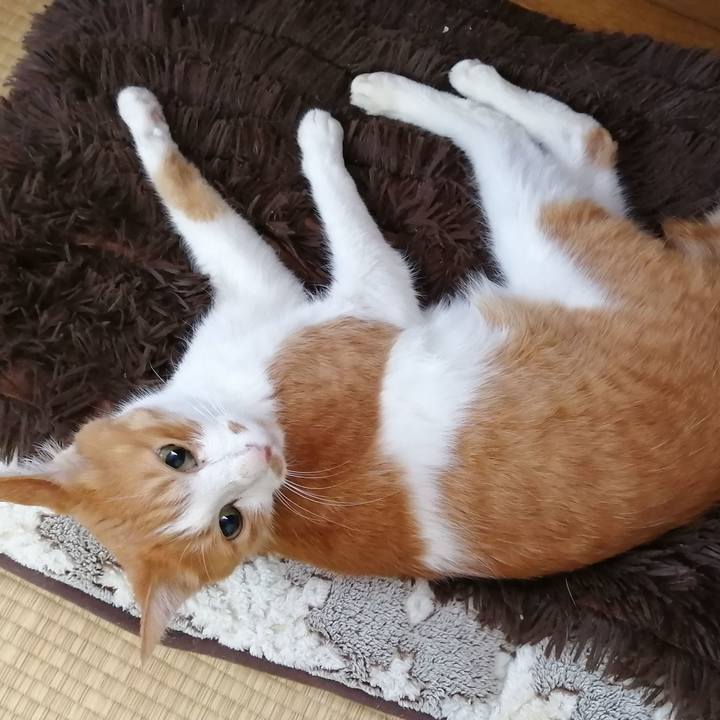 A14a137a c6e5 483d bc1a 96958eac526a 1591493773052