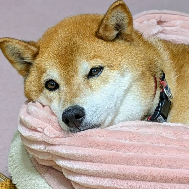 A14a8135 ea85 41b6 87a9 7756d9840baf 1749540918256