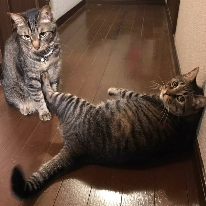 A14b59ed f415 4efb 83a4 e29054cb6e32 1558361876276