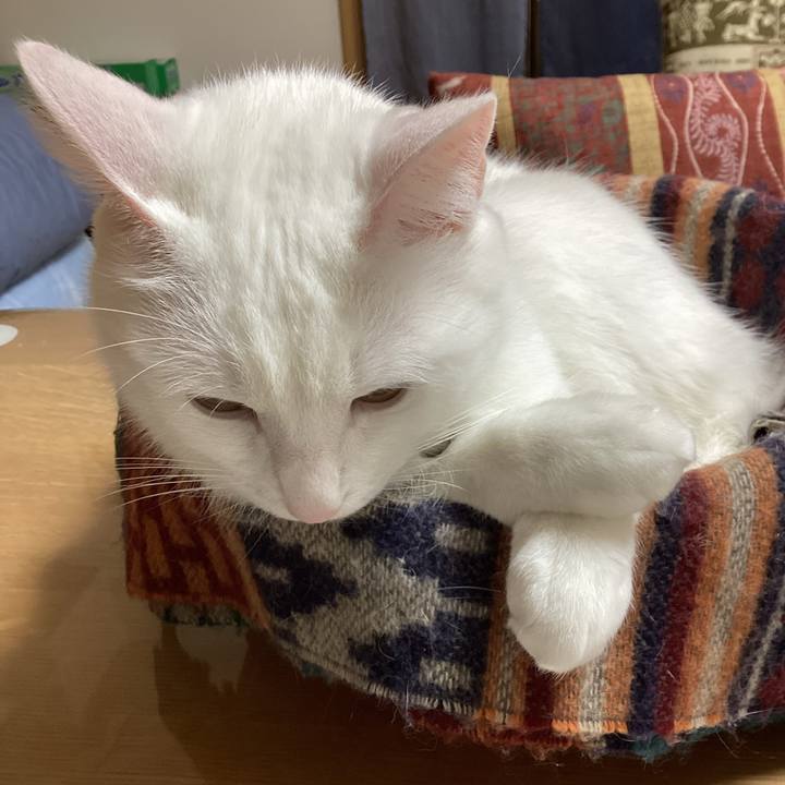 A14e2e42 461a 4a6f afe8 d0a3a9872021 1675389032188