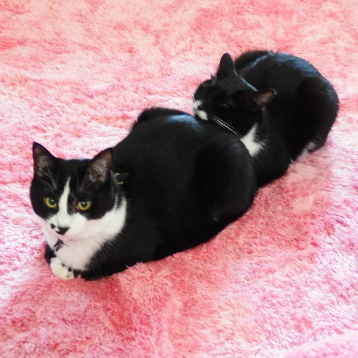 A14eb6e0 6548 438b 82a3 6d795c13d8c1 1509258210519