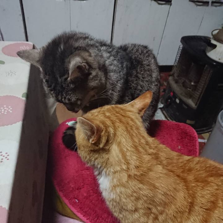 A150ba67 b89a 46a7 9c17 608bdf71881f 1554236875555