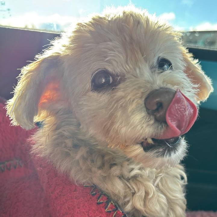 A150fe14 a982 42c4 b696 c1f4b67e5d26 1738998757651