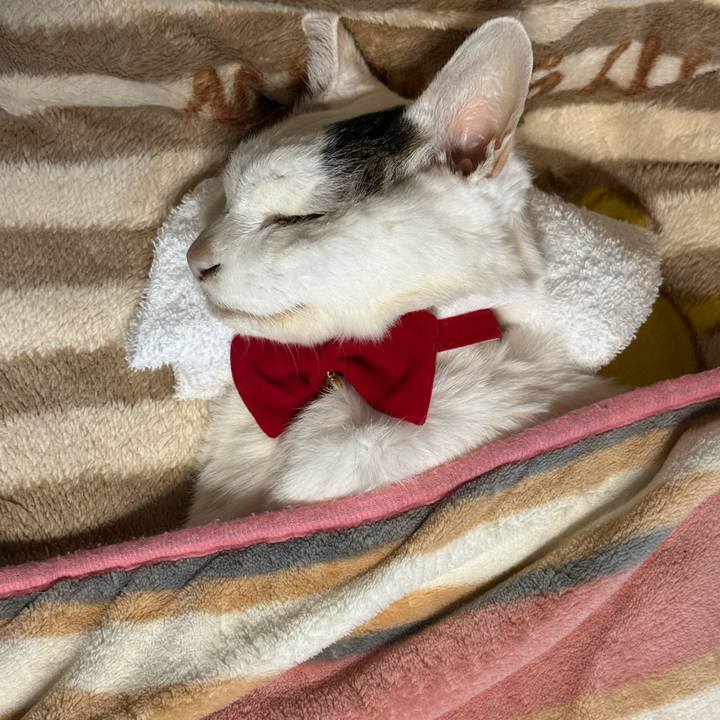 A15760ff f03e 4d38 a267 7d48fc98493d 1772193707445