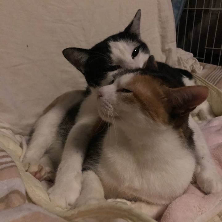 A15d1d24 9ac5 45ea 9fb5 d8042695123b 1604158275020