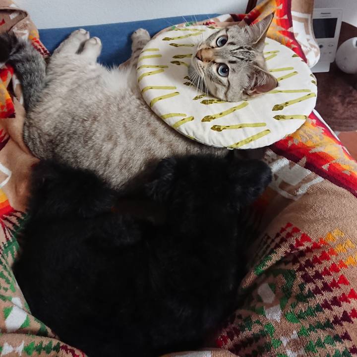 A15f5d8f 2557 40a7 b6b5 5fc62dcdfe95 1563794845613