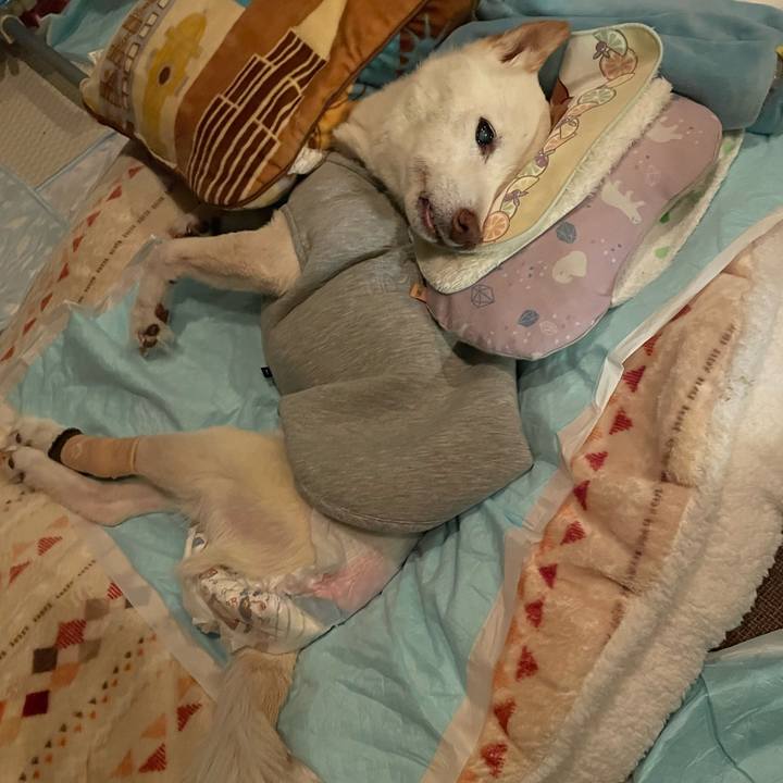 A15f9f0c 120a 4ae1 81b4 a46165acd8a4 1670241685023