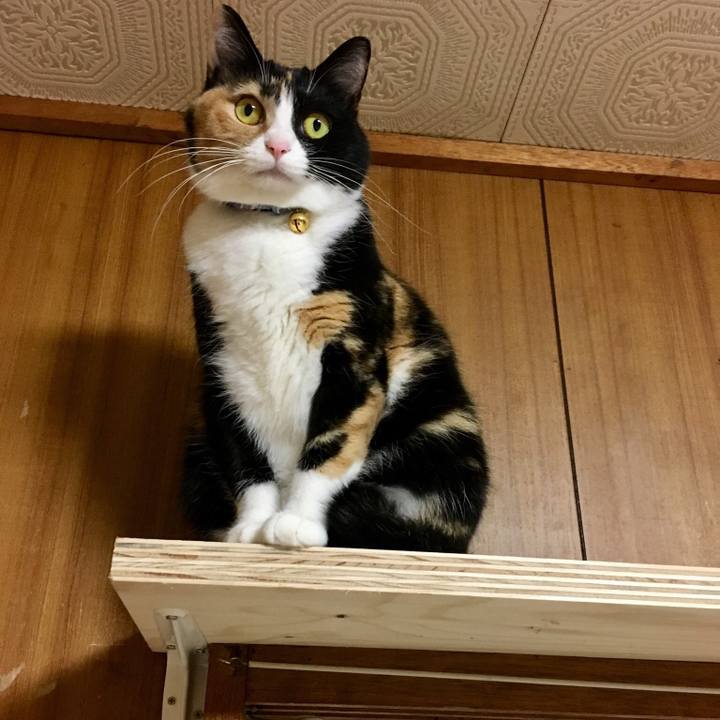 A1616a24 29a5 43d3 a05a 40058fccbeeb 1511685066213