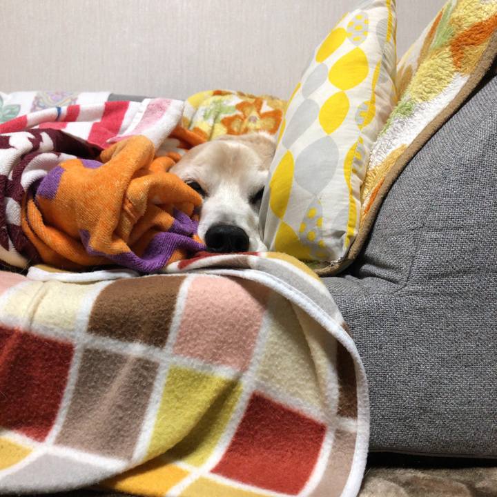 A1629b38 7b6d 4f8d 94ed 043ffdc3aa07 1587824238288