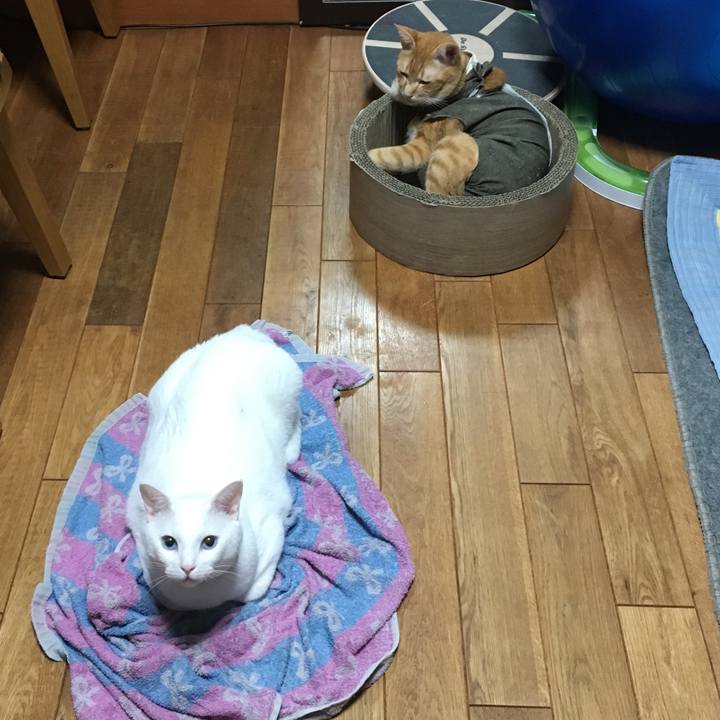 A166e210 3383 4664 8acb d9e9e646a204 1532784642893