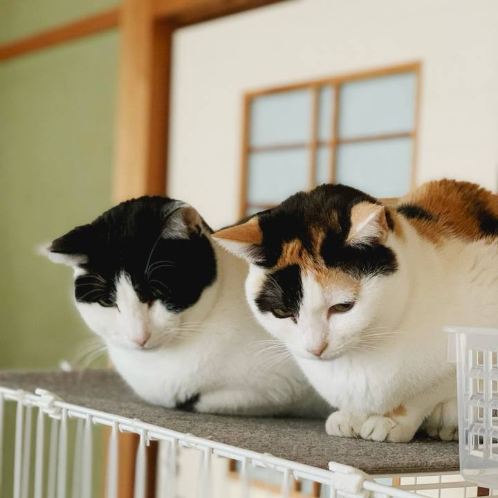 A16976be 3f1e 4c3d a304 c78f96d52e13 1584493071957