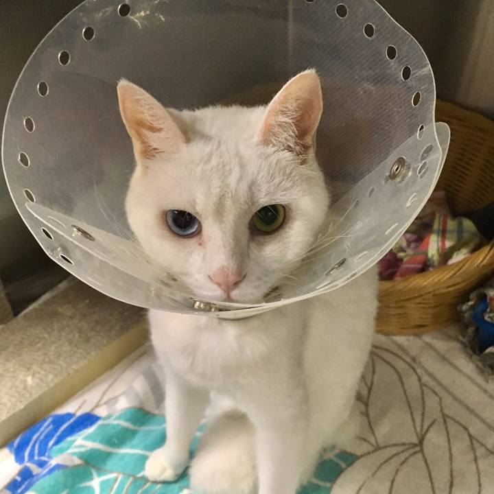 A16c5ee8 3086 424e bd8c 7eb81c72241f 1528594944791