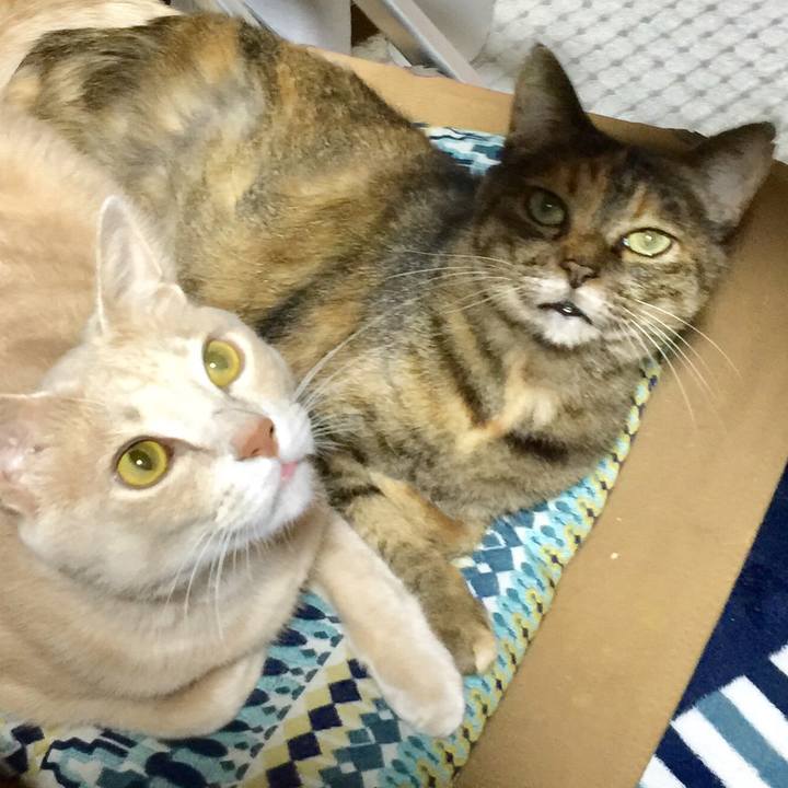 A16e2e6c 55ce 490e ba03 7b5b5b305506 1536667534023