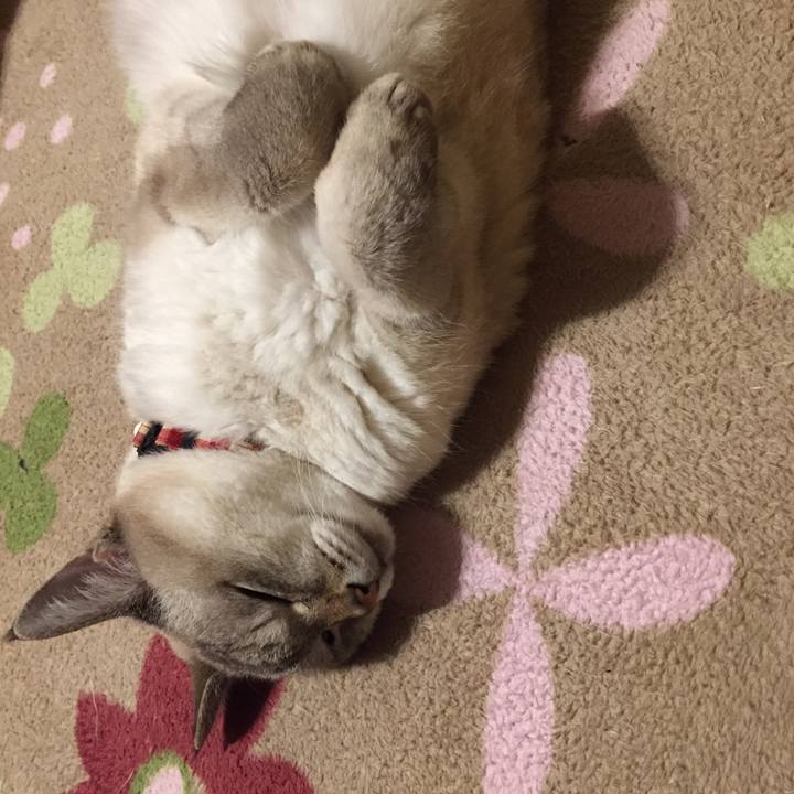 A16e5a2b 8268 4383 81cd 1124106728d7 1573298295170