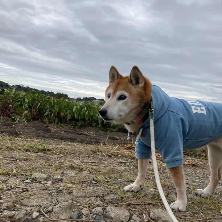 A16ef4d5 01ce 4e23 9451 c14dbc696610 1762402056715