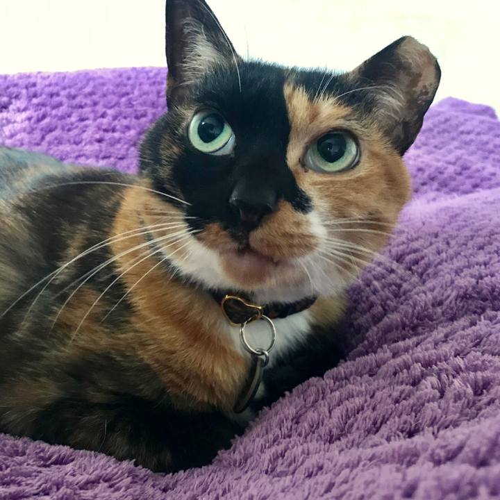 A170e5fc d925 452b b422 c177819d27bf 1575687304902