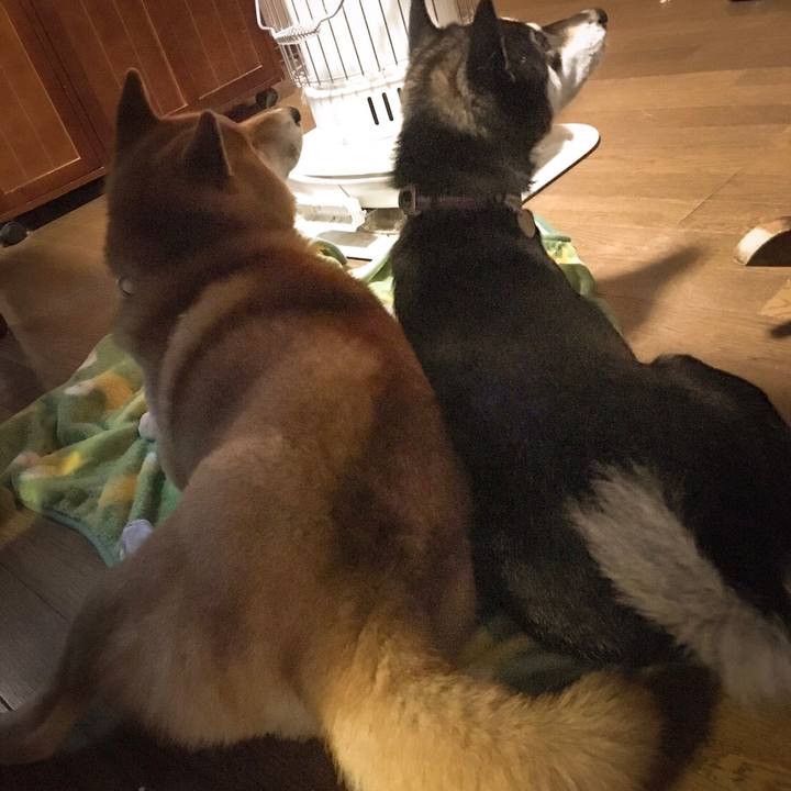 A1722b81 56e5 4063 a92c feef2e535166 1508510236078