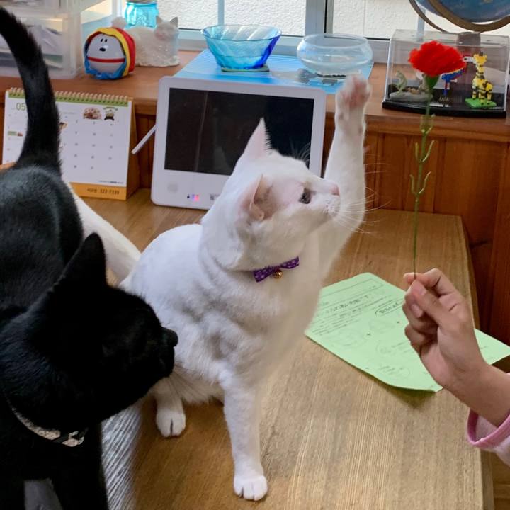 A1746137 0a9d 47d8 b18a 46cafe629c91 1557668671545