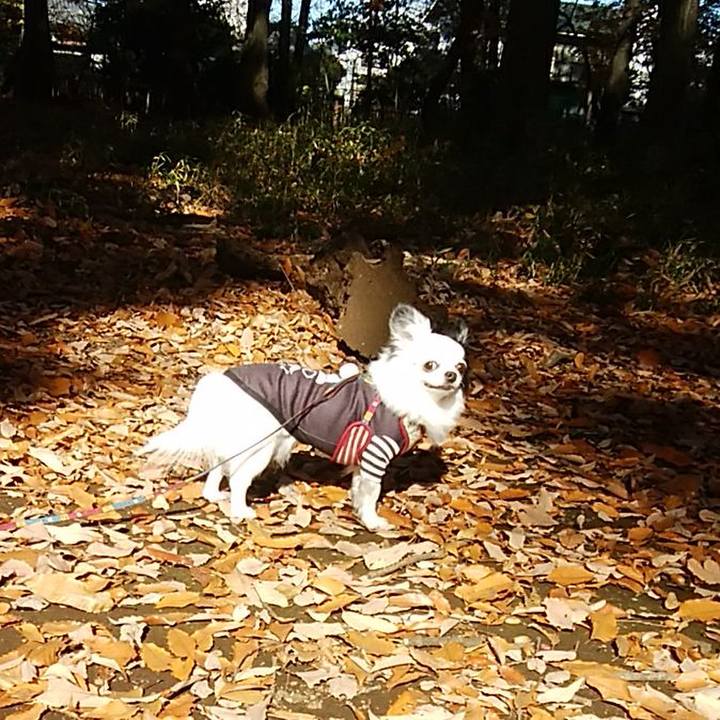 A17790c8 1993 4543 9395 fa0fb1fa1963 1512188605668