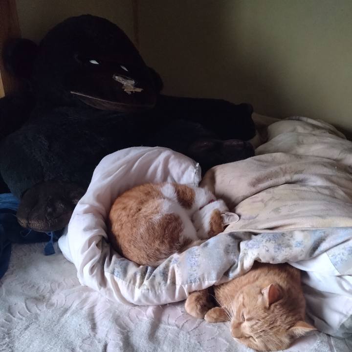 A177f3e5 726b 4801 9439 44671ee41121 1762490252955