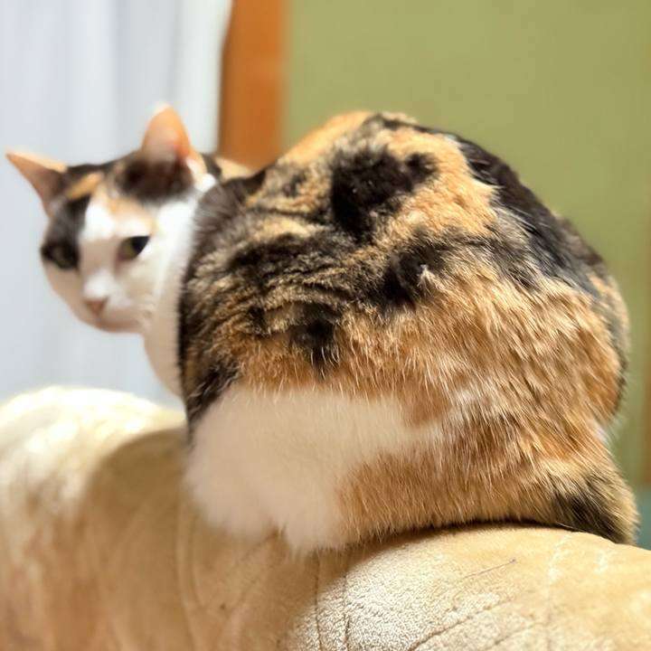 A1784783 6fb2 4193 8f22 28bee31fd8dd 1736734816483