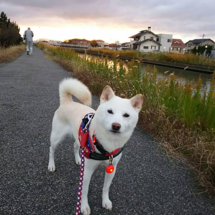 A17e8687 9d1c 43ad 9b03 ea8bc9375f79 1605948026784