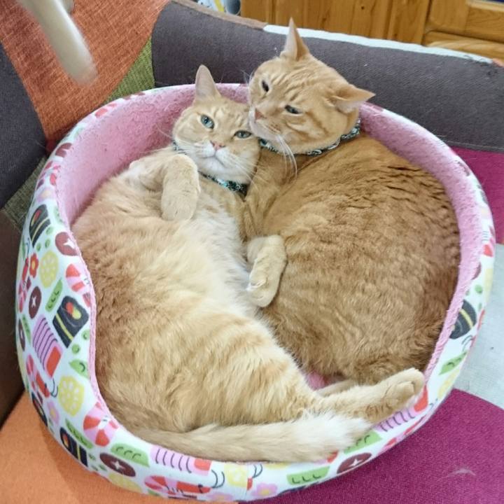 A17fe291 1c94 4224 9b62 6378c73d8842 1562768560471