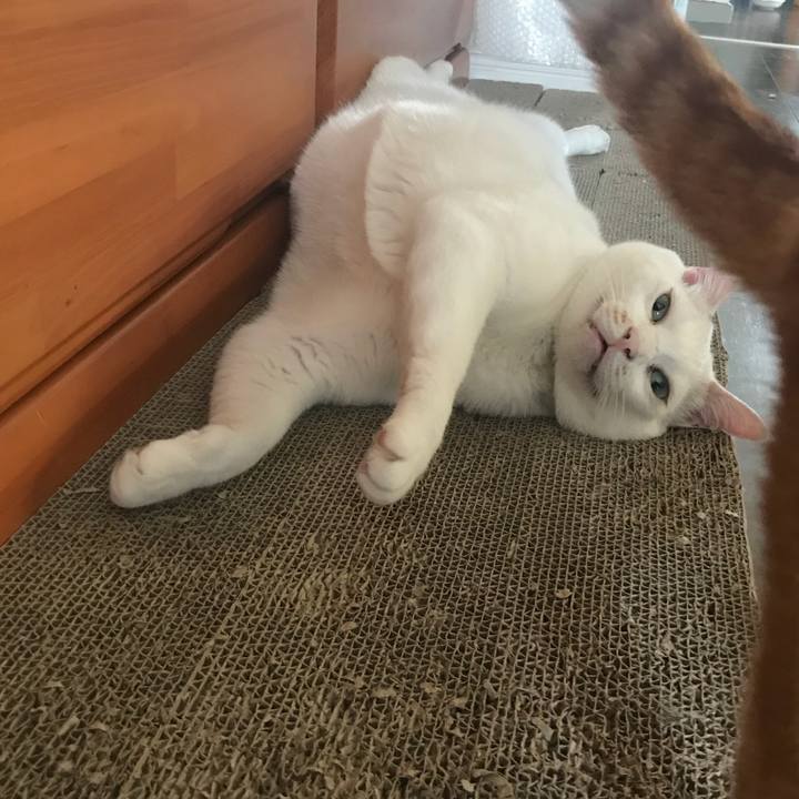 A1830182 c084 4d46 b4c4 f8cfa778cd35 1530792087833