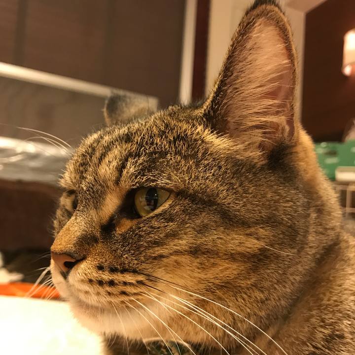 A187ad31 71f9 4cb7 b5c5 31563d39ef30 1540433681783